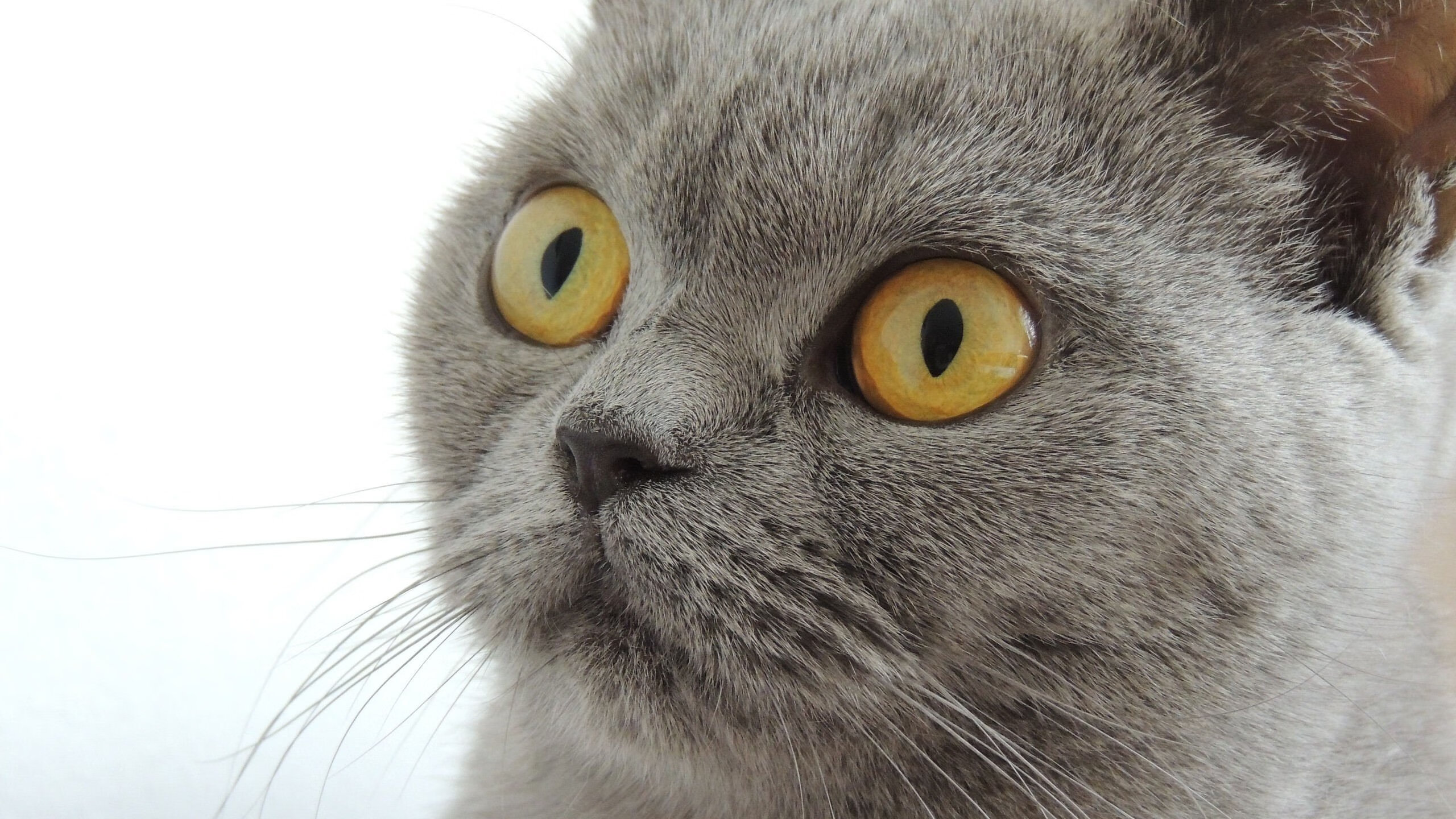 《守望先锋年度总决赛，战术布局引爆现场》，守望先锋总冠军预测