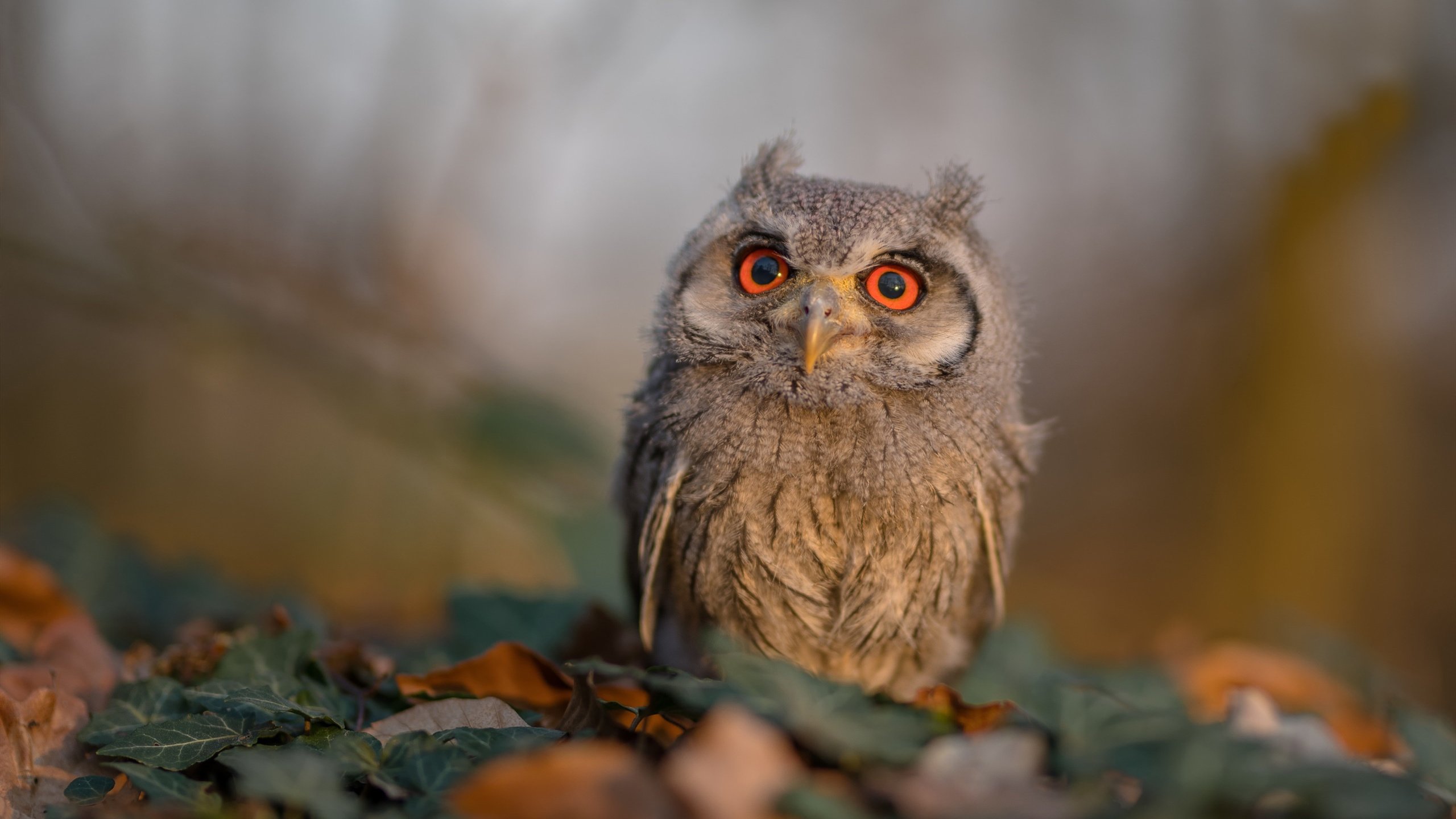 意甲引入新战术，使比赛更具观赏性与战术变化，意甲的比赛